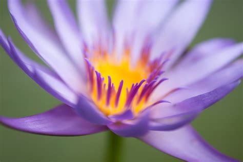 How To Make Amazing Close-Up Flower Photos | Creative Photographer