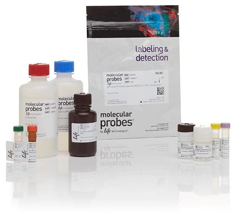 APO-BrdU TUNEL Assay Kit, with Alexa Fluor 488 Anti-BrdU - Thermo ...