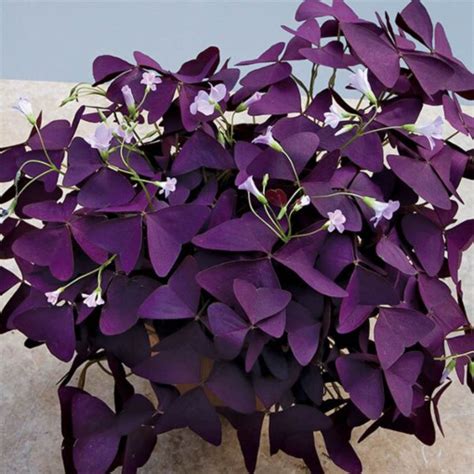 Purple Shamrock Plant for Sale at Logee's | Oxalis regnellii 'Francis'