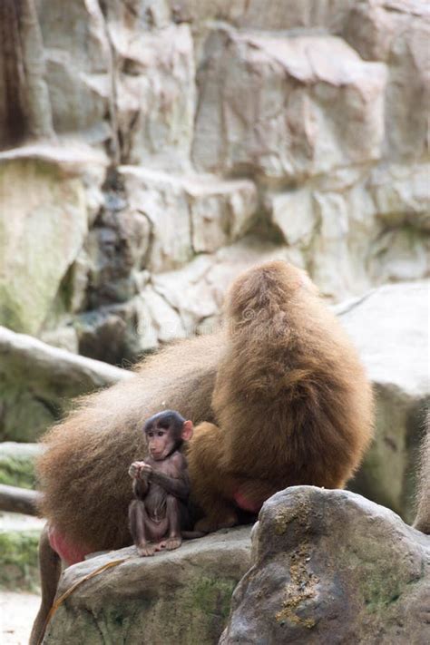 Very Cute Baby Hamadryas Baboon Sitting Behind Her Parents Stock Photo ...