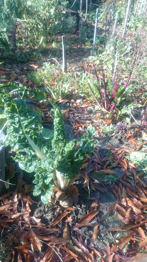 Winter and mushroom inoculation in logs | Veggie Gardener NZ