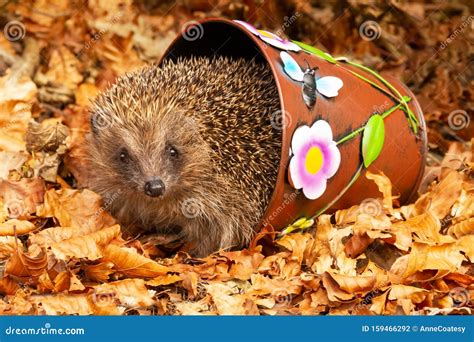 Hedgehog. Wild, Native, European Hedgehog Facing Forwards in Golden Autumn Leaves and Colourful ...