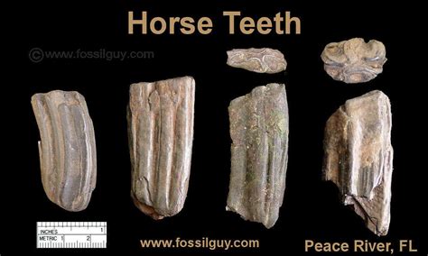 Fossilguy.com: Peace River Fossil Identification