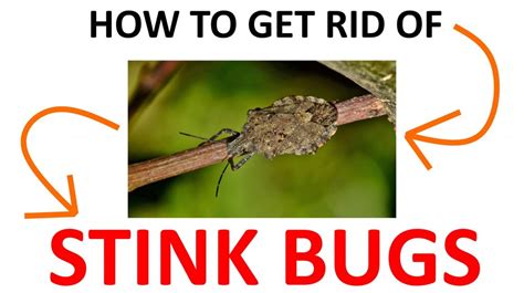 How to Get Rid of Stink Bugs Naturally (DIY Remedies) - 2022 | BugWiz