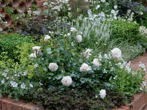 White flower garden | Rose companion plants, Flower garden design, Perennial garden