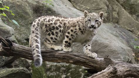 Snow leopard cub debuts at Bronx Zoo