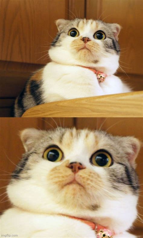 Shocked cat Blank Template - Imgflip