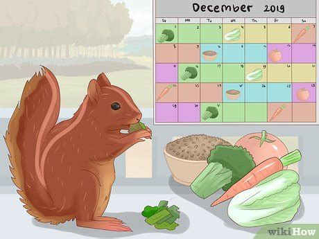 How to Feed a Baby Squirrel: 15 Steps (with Pictures) - wikiHow