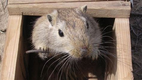 'Gerbils not rats' carried the plague to Europe - BBC News