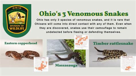 Ohio’s 3 venomous snakes are important | WKBN.com