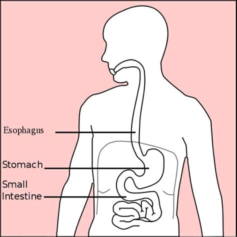 Stomach (Anatomy): Definition, Function, Structure | Biology Dictionary