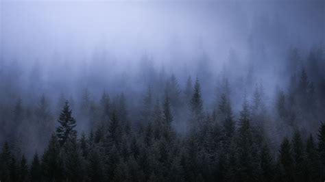 2560x1440 Fog Dark Forest Tress Landscape 5k 1440P Resolution ,HD 4k Wallpapers,Images ...