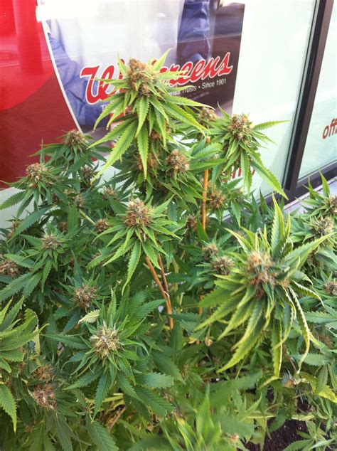 Walgreens pot plant | A mysterious marijuana plant that was … | Flickr
