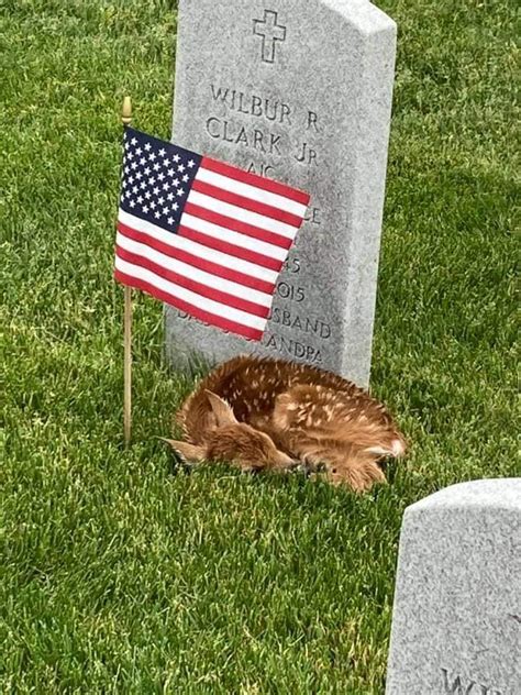 Taken today at the Abraham Lincoln National Cemetery : aww