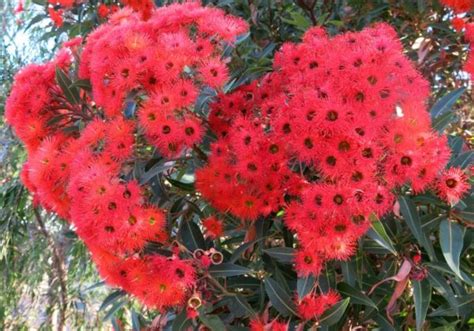 Corymbia ficifolia - Geographe Plants