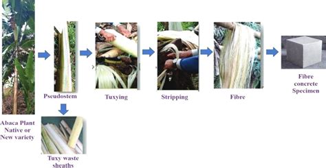 Abaca fiber extraction process. | Download Scientific Diagram