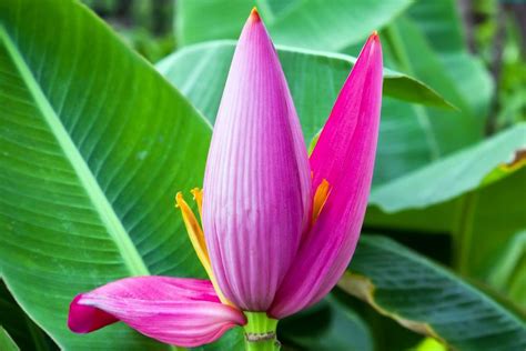 The "Flower Island" - Martinique