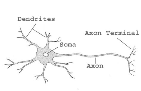 1: The main structur of a neuron consists of soma, dendrites and axon ...