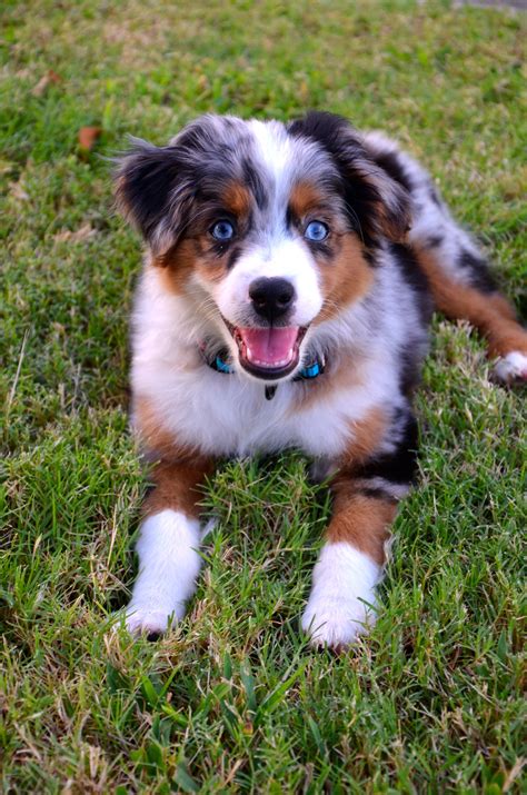 Mini Aussie | Aussie dogs, Puppy dog images, Shepherd puppies