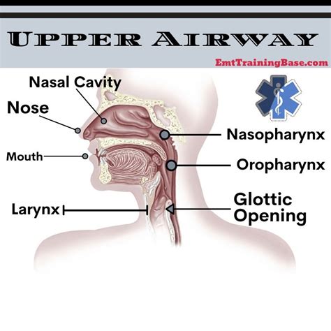 An Overview of Airway Anatomy - EMT Training Base