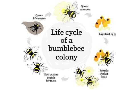 Bee life cycle | YDMT