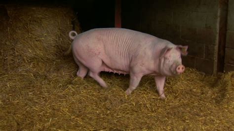 How will new regulations impact the European pig market? | CNN Business