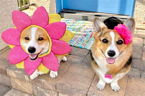 Hammy And Olivia The Corgis Questions & Answers • helloBARK!