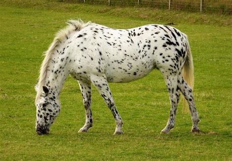 Appaloosa Horse Breed Profile, Facts and Information - Mammal Age