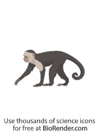 Free Capuchin monkey (Cebinae) Icons, Symbols & Images | BioRender