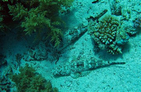 Crocodile Fish Twosome | Red Sea Diving Ras Mohammed, Yoland… | Flickr