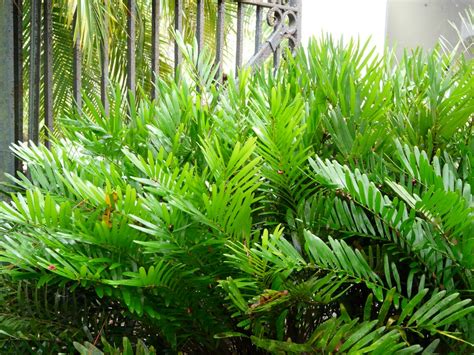 Coonties: Captivating Cycads