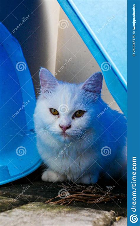 The white cat hiding stock image. Image of skin, kitten - 260945739