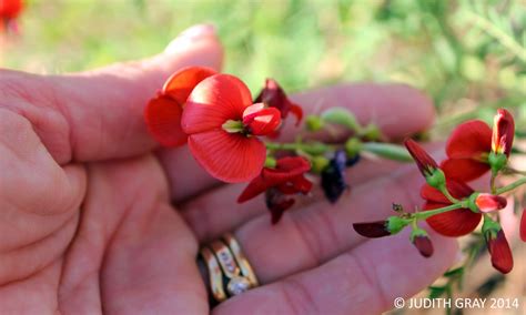 Red Darling Pea Wildflowers at Pilton