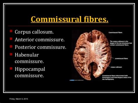 CEREBRAL CORTEX