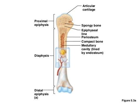 Bio 2 Chapter 30 - Bones and Muscles