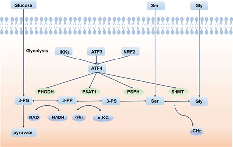 Frontiers | The role of serine metabolism in lung cancer: From oncogenesis to tumor treatment