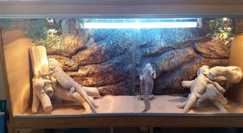 How to Set up the Perfect Bearded Dragon Terrarium? - Timeline Pets