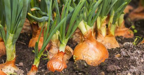 Onion Growing, Propagation, Care & Harvesting Guides | Gardener's Path