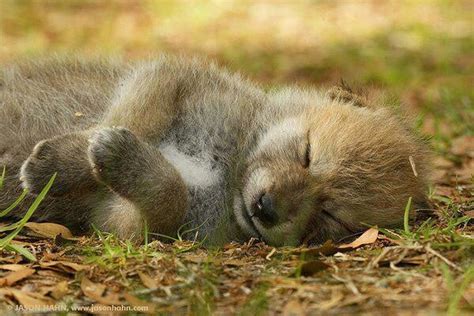 17 Photos of "Sleeping Wolves" Will Make You Envious to Take a Nap ...