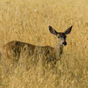 Blacktail Deer in Tall Grass Photograph by Randall Ingalls - Fine Art America