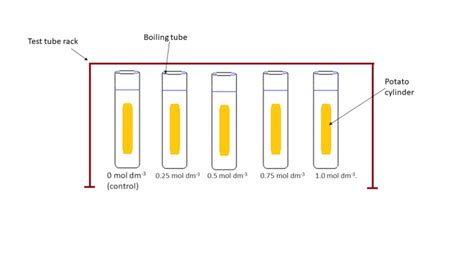 Lab Report On Osmosis Using Potatoes