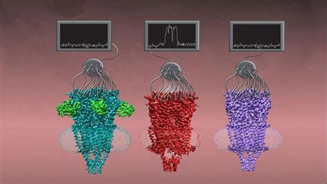 This Nicotinic Acetylcholine Receptor Is Ready for Its Close-Up ...