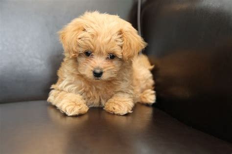 Pomeranian Poodle Mix Breeders - Pets Lovers