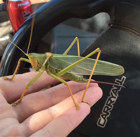 20 of Nature's Finest Bugs to Gaze At - Creepy Gallery | eBaum's World