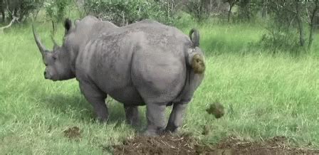 Poop Rhinoceros GIF - Poop Rhinoceros Call Of Nature - Descobrir e ...