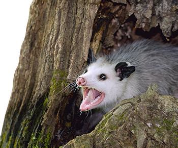 Facts About Opossums | Opossum Facts | Havahart®