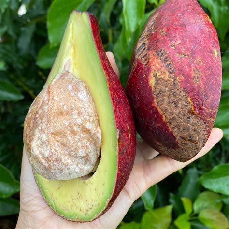 Avocado - Buy Rare Avocados online from Miami Fruit