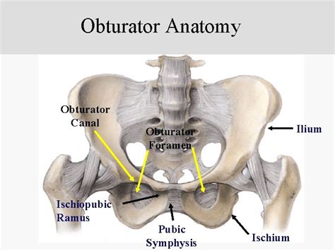 Anatomy based on appearance Pubourethral Ligament PUL Bladder