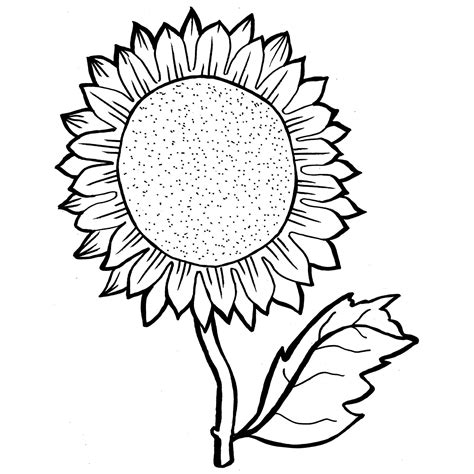 Sunflower Line Drawing | Free download on ClipArtMag