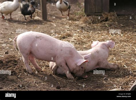 Two pigs in a farm yard Stock Photo - Alamy